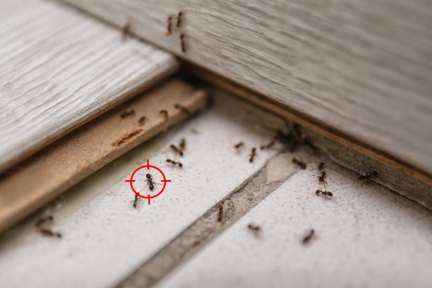 Best Ant Control Services  in Wtell, LA