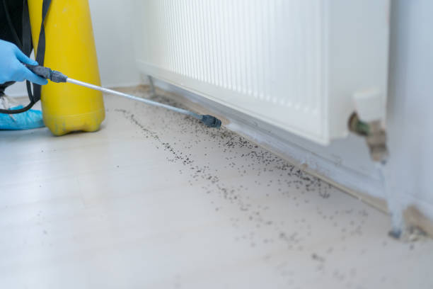 Wasp Removal Services in Lawtell, LA