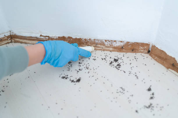 Reliable Lawtell, LA Pest Control Solutions